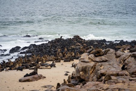 Photo for Group of seals relaxing on the sandy beach at Cape Cross Seal Reserve, Namibia - Royalty Free Image