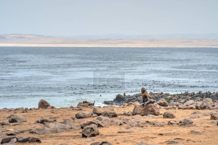 Téléchargez les photos : Groupe de phoques se relaxant sur la plage de sable fin à Cape Cross Seal Reserve, Namibie - en image libre de droit