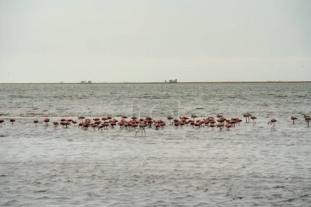 Photo for Beautiful view of tidal lagoon with flamingos near Walvis Bay city in Namibia - Royalty Free Image