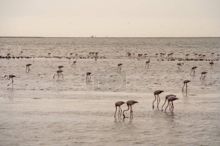 Foto de Beautiful view of tidal lagoon with flamingos near Walvis Bay city in Namibia - Imagen libre de derechos