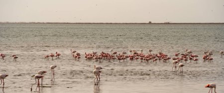 Foto de Beautiful view of tidal lagoon with flamingos near Walvis Bay city in Namibia - Imagen libre de derechos