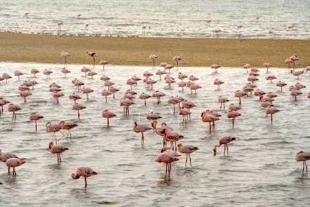 Téléchargez les photos : Belle vue sur le lagon des marées avec des flamants roses près de Walvis Bay en Namibie - en image libre de droit