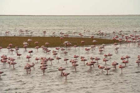 Téléchargez les photos : Belle vue sur le lagon des marées avec des flamants roses près de Walvis Bay en Namibie - en image libre de droit