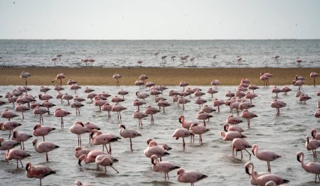 Téléchargez les photos : Beautiful view of tidal lagoon with flamingos near Walvis Bay city in Namibia - en image libre de droit