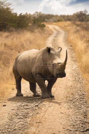 Foto de Un rinoceronte blanco o rinoceronte que permanece en un campo abierto polvoriento en Kenia africana - Imagen libre de derechos