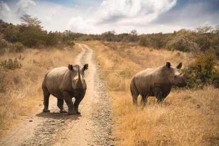 Téléchargez les photos : Rhinocéros blancs ou rhinocéros broutant sur le terrain au Kenya africain - en image libre de droit