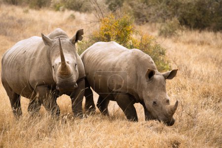 Téléchargez les photos : Rhinocéros blancs ou rhinocéros broutant sur le terrain au Kenya africain - en image libre de droit