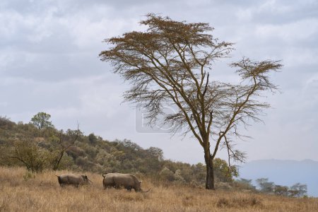 White rhinos or rhinoceroses grazing on the field in African Kenya
