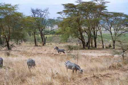 Téléchargez les photos : Troupeau de zèbres broutant près du lac Nakuru, Kenya - en image libre de droit