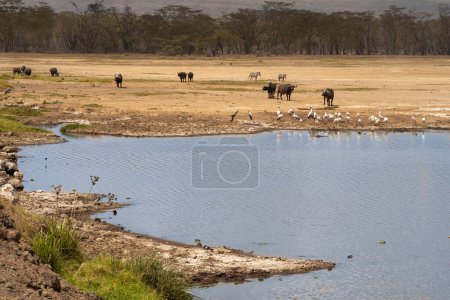 Téléchargez les photos : Troupeau de buffles africains au parc national du lac Nakuru, Kenya - en image libre de droit