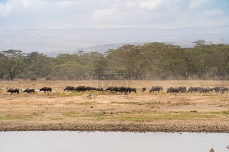 Foto de Manada de búfalos africanos en el Parque Nacional del Lago Nakuru, Kenia - Imagen libre de derechos