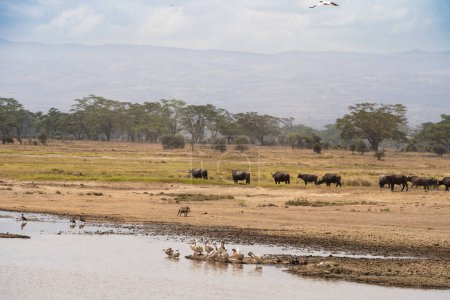 Téléchargez les photos : Troupeau de buffles africains au parc national du lac Nakuru, Kenya - en image libre de droit