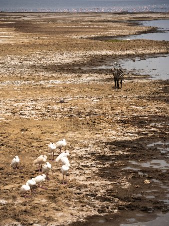 Foto de Cigüeñas de Marabú aves en un lago, Lago Nakuru, Lago Nakuru Parque Nacional - Imagen libre de derechos