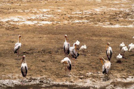 Photo for Marabou storks birds at a lake, Lake Nakuru, Lake Nakuru National Park - Royalty Free Image