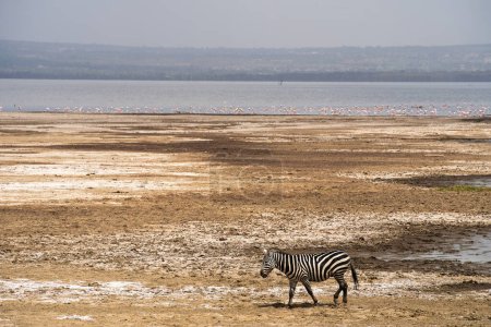 Foto de Cebra solitaria caminando cerca del lago Nakuru, Kenia - Imagen libre de derechos
