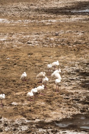 Foto de Cigüeñas de Marabú aves en un lago, Lago Nakuru, Lago Nakuru Parque Nacional - Imagen libre de derechos