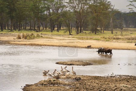 Photo for Herd of african buffaloes at Lake Nakuru National Park, Kenya - Royalty Free Image