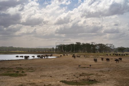 Foto de Manada de búfalos africanos en el Parque Nacional del Lago Nakuru, Kenia - Imagen libre de derechos