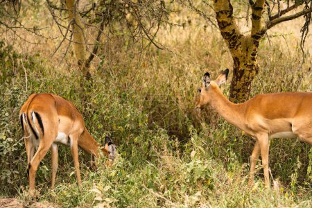 Téléchargez les photos : Groupe d'impalas broutant au parc national du lac Nakuru, Kenya - en image libre de droit