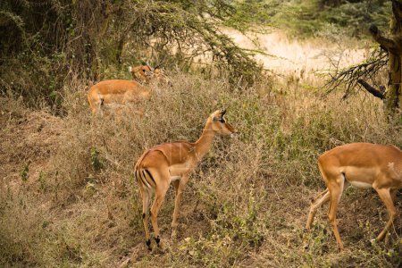 Photo for Group of impalas grazing at Lake Nakuru National Park, Kenya - Royalty Free Image