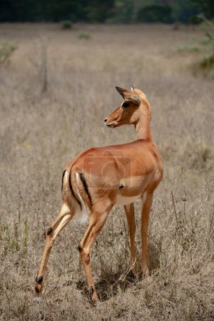 Téléchargez les photos : Jeune impala mignon dans le parc national du lac Nakuru, Kenya - en image libre de droit