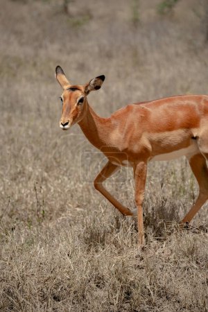 Photo for Cute young impala in Lake Nakuru National Park, Kenya - Royalty Free Image