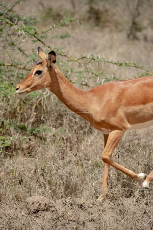 Téléchargez les photos : Jeune impala mignon dans le parc national du lac Nakuru, Kenya - en image libre de droit