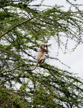 Foto de Mono vervet sentado en el árbol en el Parque Nacional del Lago Nakuru, Kenia - Imagen libre de derechos
