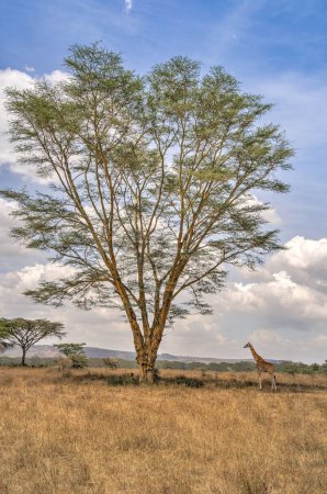 Téléchargez les photos : Girafe restant près d'un arbre élevé dans le parc national du lac Nakuru, Kenya - en image libre de droit