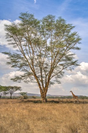 Foto de Jirafa alojada cerca de un árbol alto en el Parque Nacional Lago Nakuru, Kenia - Imagen libre de derechos