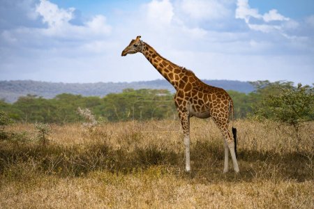 Téléchargez les photos : Girafe mignonne séjournant sur le terrain dans le parc national du lac Nakuru, Kenya - en image libre de droit