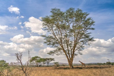 Foto de Jirafa alojada cerca de un árbol alto en el Parque Nacional Lago Nakuru, Kenia - Imagen libre de derechos