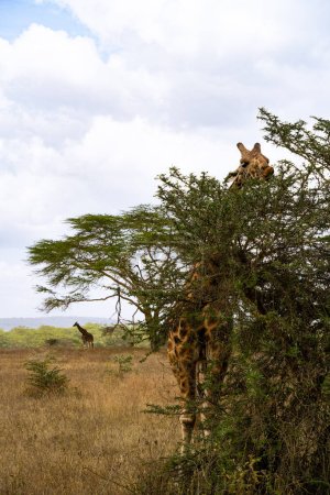Téléchargez les photos : Girafe mangeant des feuilles d'acacia dans le parc national du lac Nakuru, Kenya - en image libre de droit