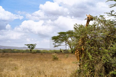 Foto de Jirafa comiendo hojas de acacia en el Parque Nacional del Lago Nakuru, Kenia - Imagen libre de derechos