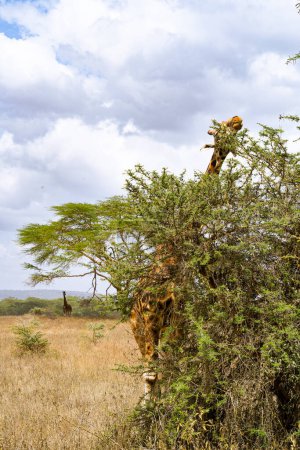 Foto de Jirafa comiendo hojas de acacia en el Parque Nacional del Lago Nakuru, Kenia - Imagen libre de derechos