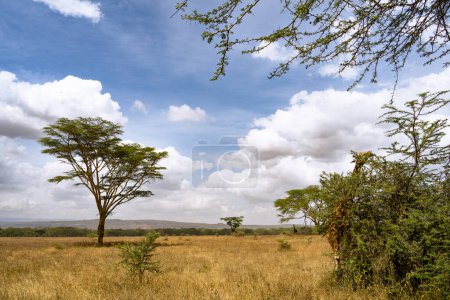 Téléchargez les photos : Girafe mangeant des feuilles d'acacia dans le parc national du lac Nakuru, Kenya - en image libre de droit