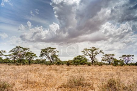 Foto de Grupo de jirafas comiendo hojas de acacia en el Parque Nacional del Lago Nakuru, Kenia - Imagen libre de derechos