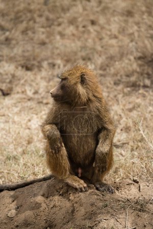 Photo for Baboon monkey sitting on the grass at in Nakuru National Park, Kenya - Royalty Free Image