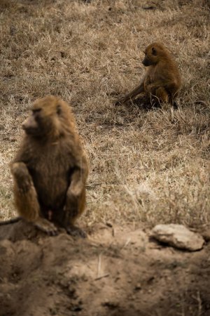 Photo for Baboon monkeys sitting on the grass at in Nakuru National Park, Kenya - Royalty Free Image