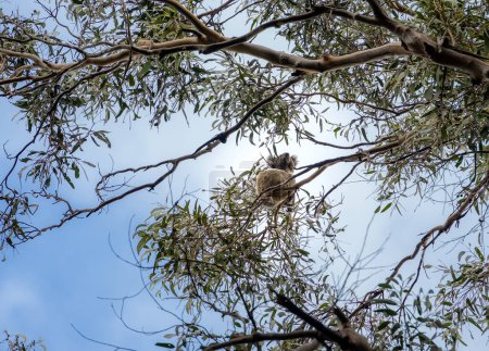 Téléchargez les photos : Vue panoramique du parc national Great Otway en Australie - en image libre de droit