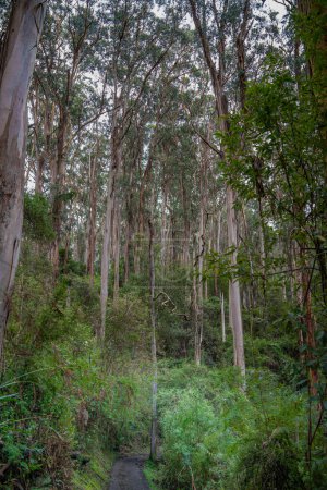 Photo for Scenic view of Great Otway National Park in Australia - Royalty Free Image