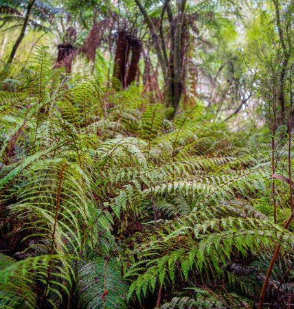 Téléchargez les photos : Vue panoramique du parc national Great Otway en Australie - en image libre de droit