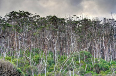 Photo for Scenic view of Great Otway National Park in Australia - Royalty Free Image