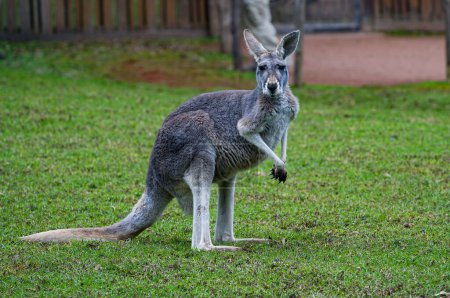Photo for Group of Kangaroos and wallabies in the Australian zoo - Royalty Free Image