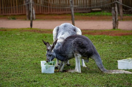 Photo for Group of Kangaroos and wallabies in the Australian zoo - Royalty Free Image