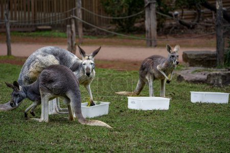 Foto de Grupo de canguros y walabíes en el zoológico australiano - Imagen libre de derechos