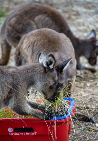 Foto de Grupo de canguros y walabíes en el zoológico australiano - Imagen libre de derechos
