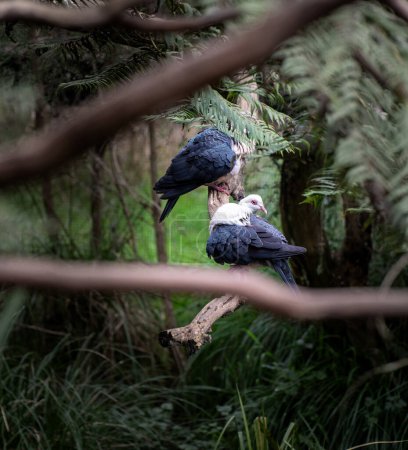 Téléchargez les photos : Vue rapprochée du Pigeon à tête blanche dans le zoo d'Australina - en image libre de droit