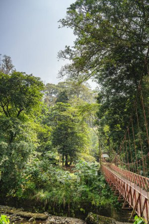 Foto de Hermosa vista Bogor Gardens con plantas tropicales y árboles en Indonesia - Imagen libre de derechos