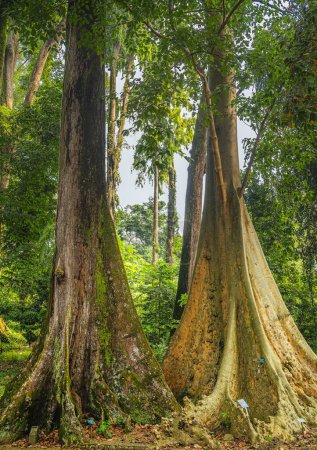 Foto de Hermosa vista Bogor Gardens con plantas tropicales y árboles en Indonesia - Imagen libre de derechos